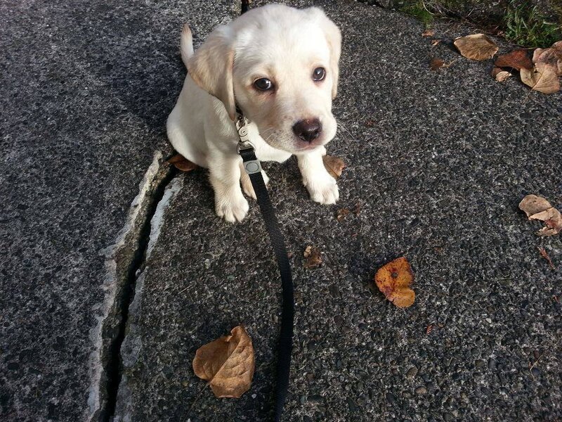 Yellow Lab Puppy — White, Calm, Autumn