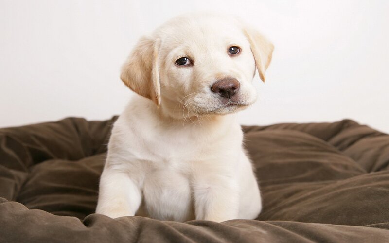 Yellow Lab Puppy — White, Calm, Photograph, Bed
