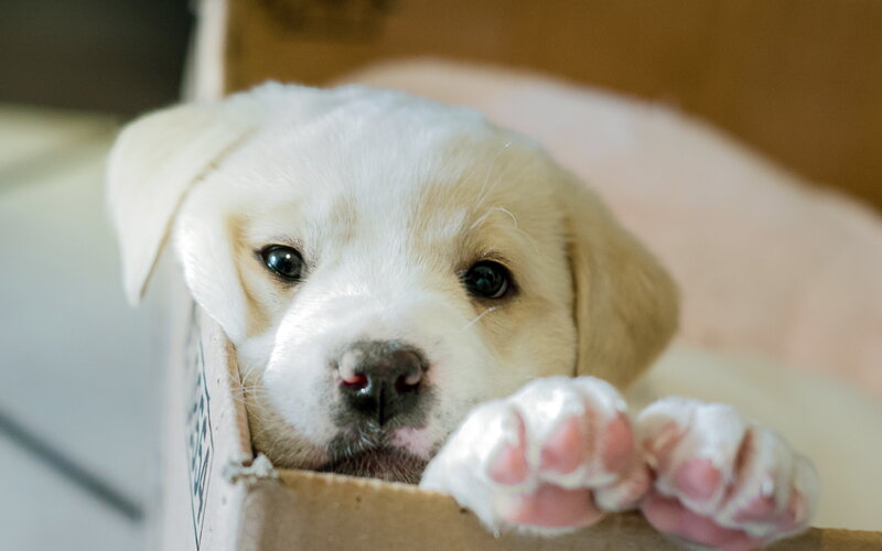 Yellow Lab Puppy — White, Calm, Photograph, Box