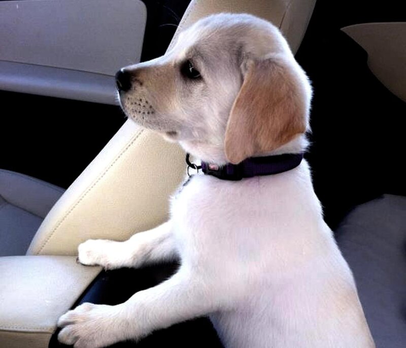 Yellow Lab Puppy — White, Calm, Photograph, Car Seat