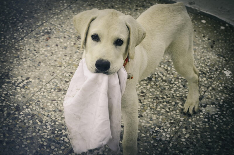 Yellow Lab Puppy — White, Calm, Photograph, Cloth