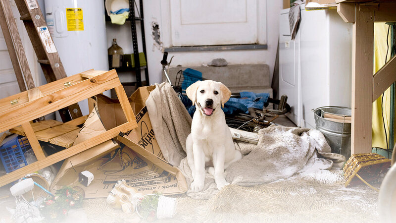 Yellow Lab Puppy — White, Calm, Photograph, Dog, Garage