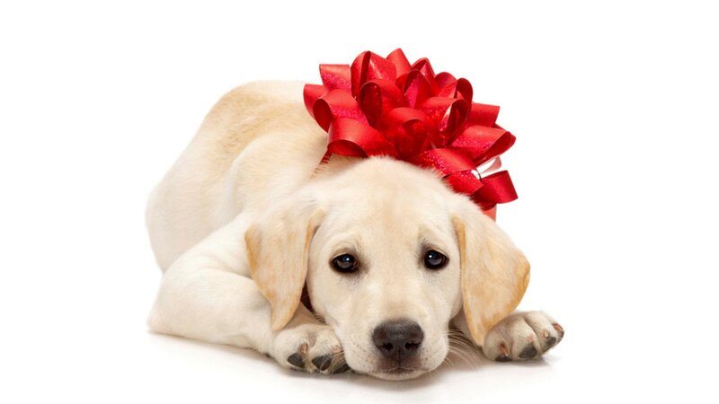 Yellow Lab Puppy — White, Calm, Photograph, Red Bow