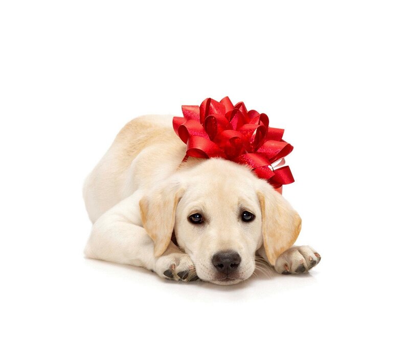 Yellow Lab Puppy — White, Calm, Photograph, Red Bow, White Background, Red