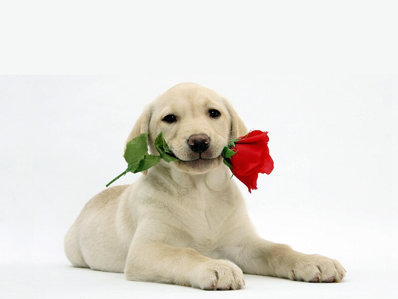 Yellow Lab Puppy — White, Calm, Photograph, Rose