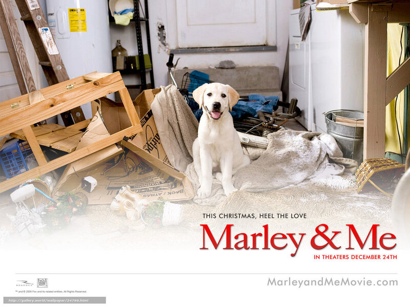 Yellow Lab Puppy — White, Calm, Photograph