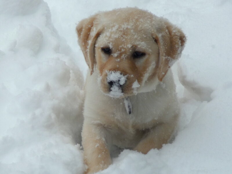 Yellow Lab Puppy — White, Calm