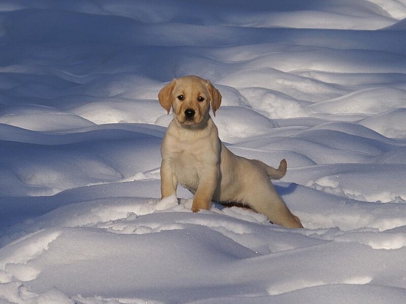 Yellow Lab Puppy — White, Calm, Winter