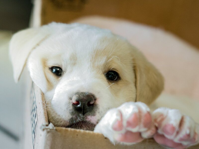 Yellow Lab Puppy — White, Curious