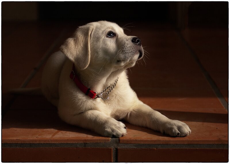 Yellow Lab Puppy — White, Dramatic