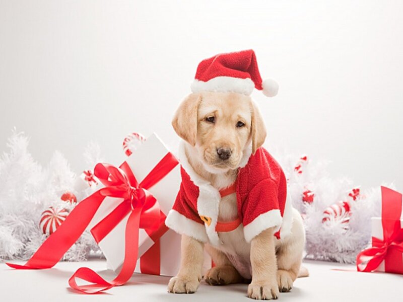 Yellow Lab Puppy — White, Festive, Winter, Photograph, Santa Hat