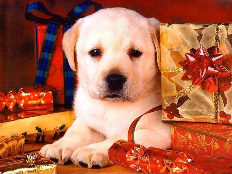 Yellow Lab Puppy — White, Festive, Winter, Photograph
