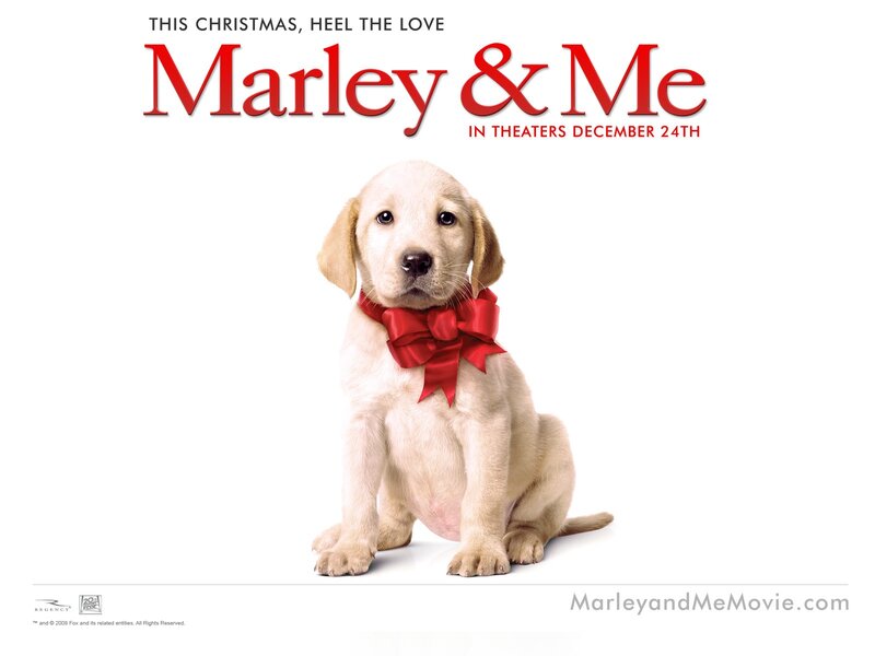 Yellow Lab Puppy — White, Innocent, Photograph, Red Bow