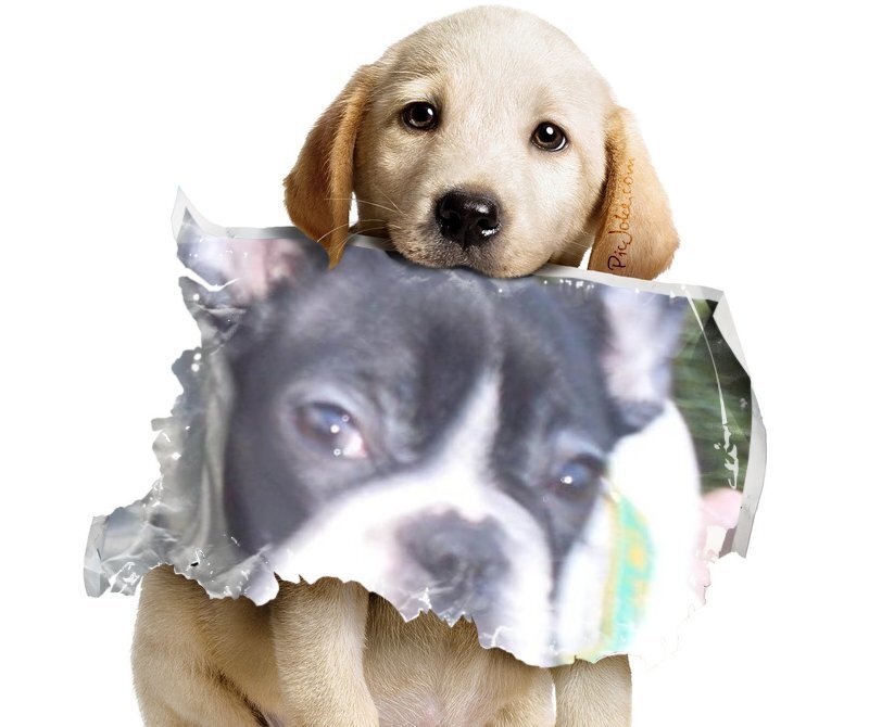 Yellow Lab Puppy — White, Innocent