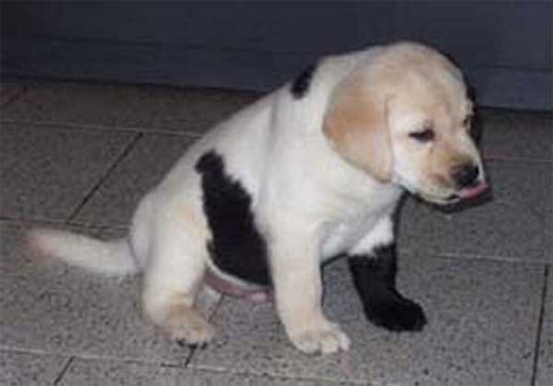 Yellow Lab Puppy — White, Neutral