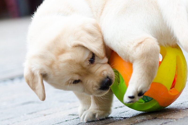 Yellow Lab Puppy — White, Playful, Photograph
