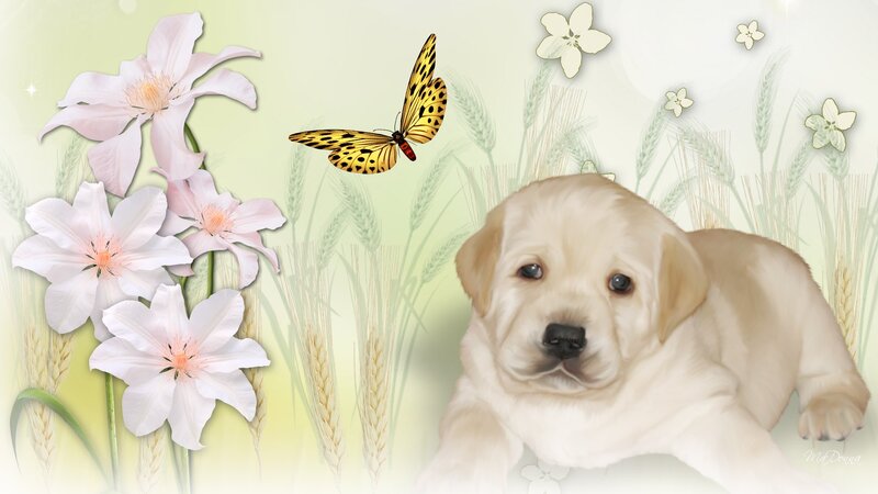 Yellow Lab Puppy — White, Serene