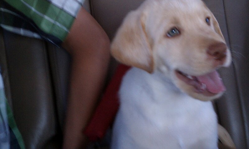 Yellow Lab Puppy — White