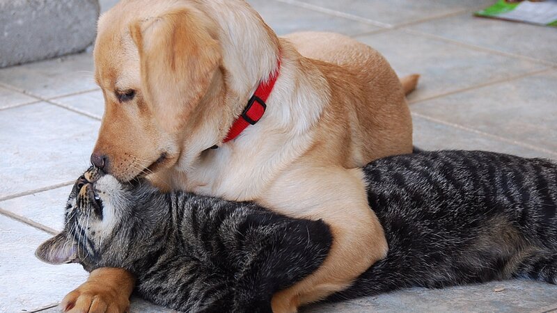 Yellow Lab Puppy with Cat — Brown