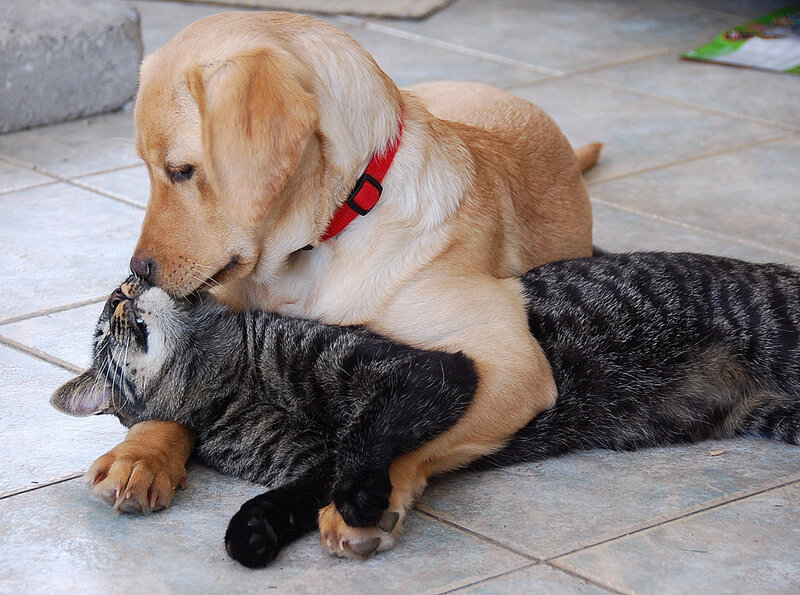 Yellow Lab Puppy with Cat — Gray