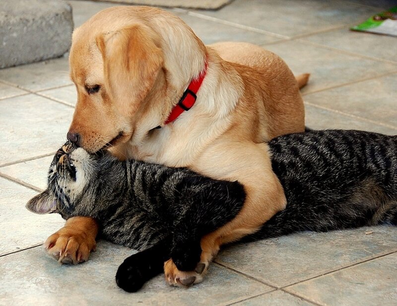 Yellow Lab Puppy with Cat