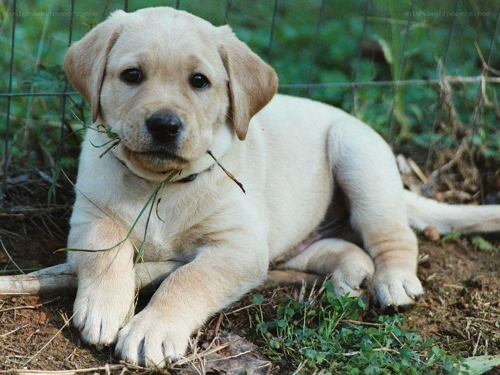yellow lab puppy with grass