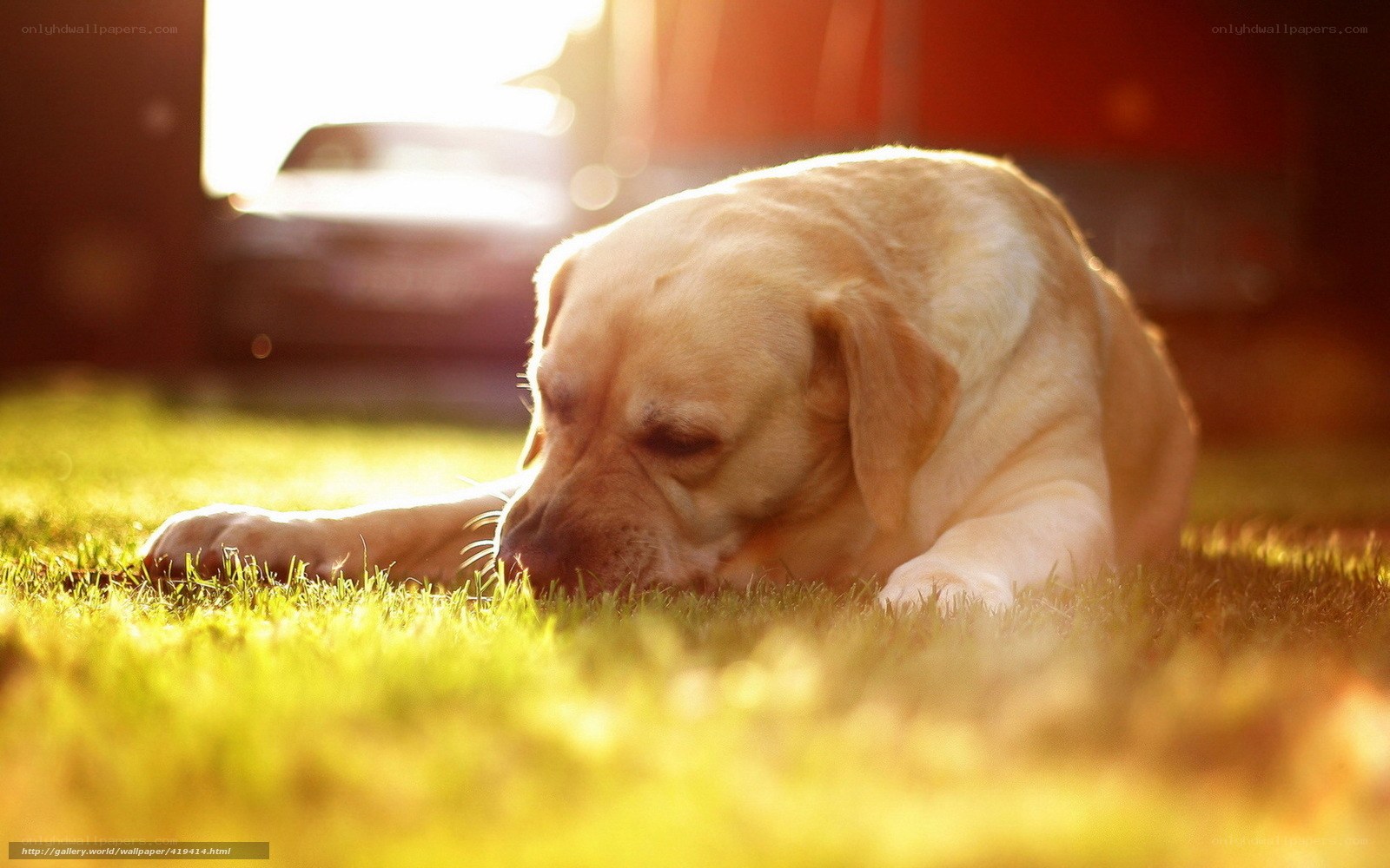 Yellow lab resting in grass