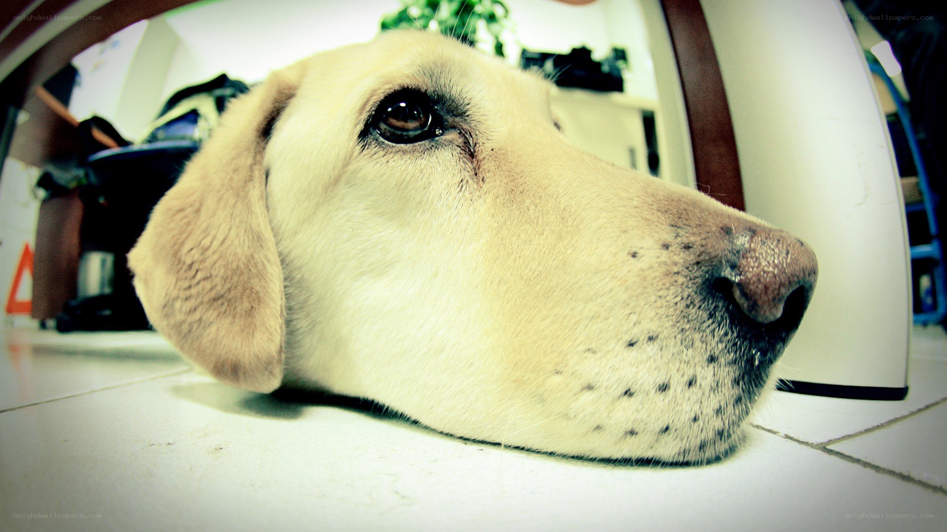 yellow lab resting on floor