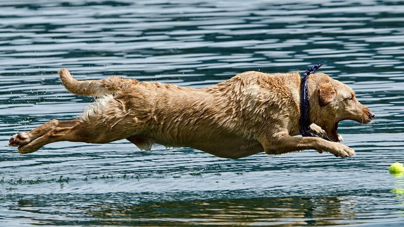 Yellow Lab Retrieving Ball — Brown, Active