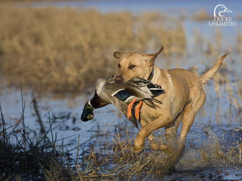 Yellow Lab Retrieving Duck