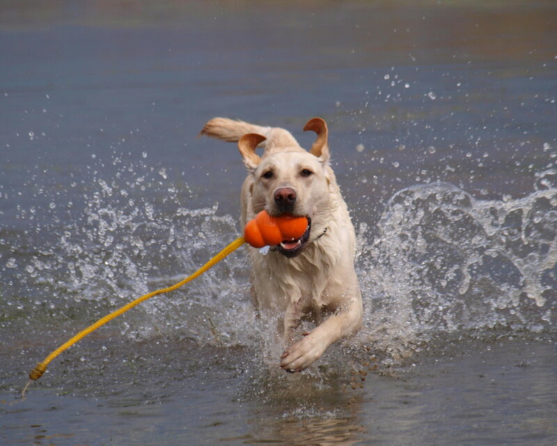 Yellow Lab Retrieving Toy