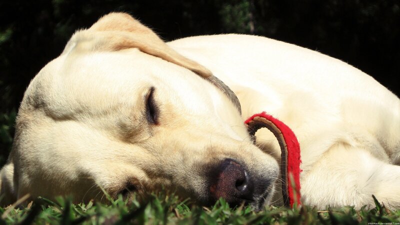 Yellow Lab Sleeping — Peaceful