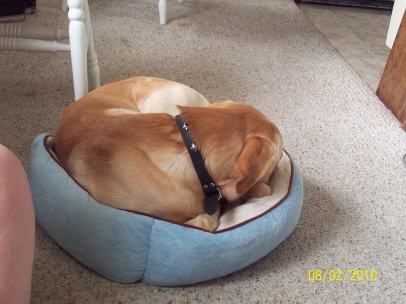 Yellow Lab Sleeping