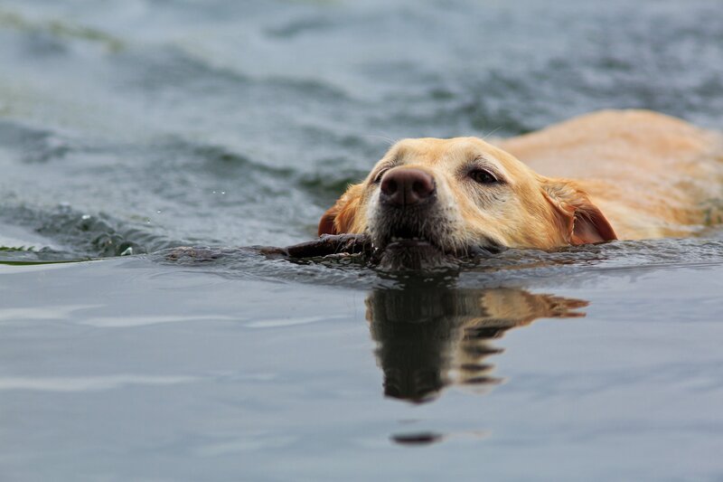 Yellow Lab Swimming — Brown