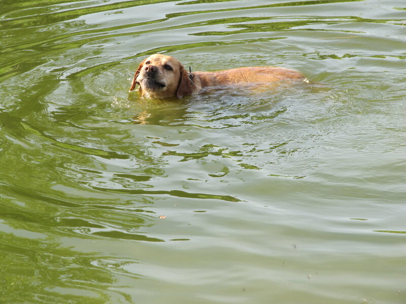 Yellow Lab Swimming