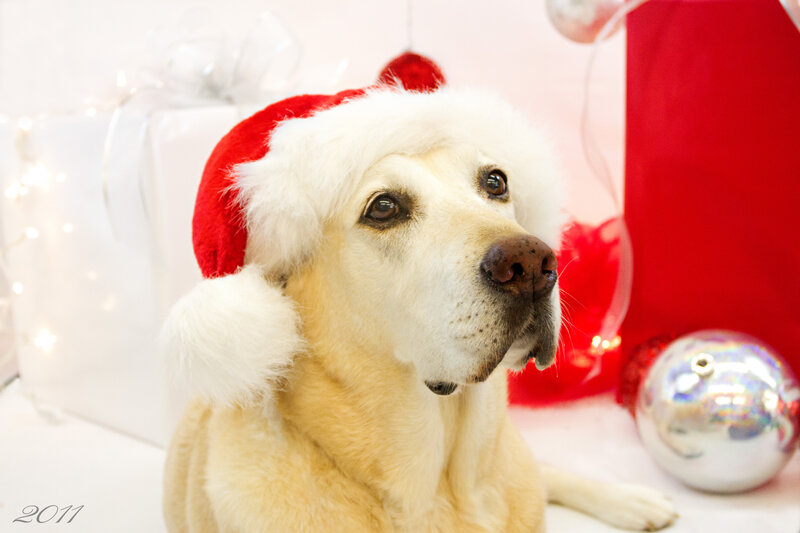 Yellow Lab Wearing Hat — Red