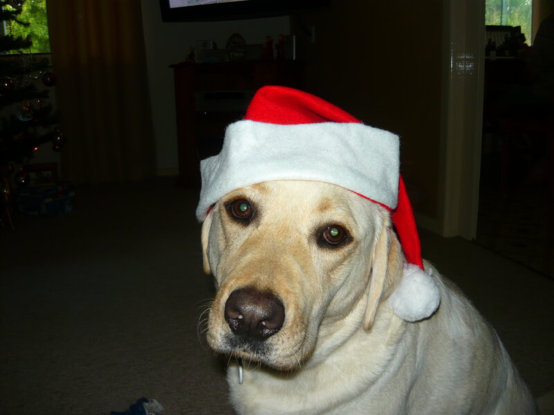 Yellow Lab Wearing Hat