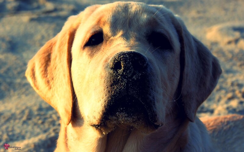 yellow lab with sandy nose