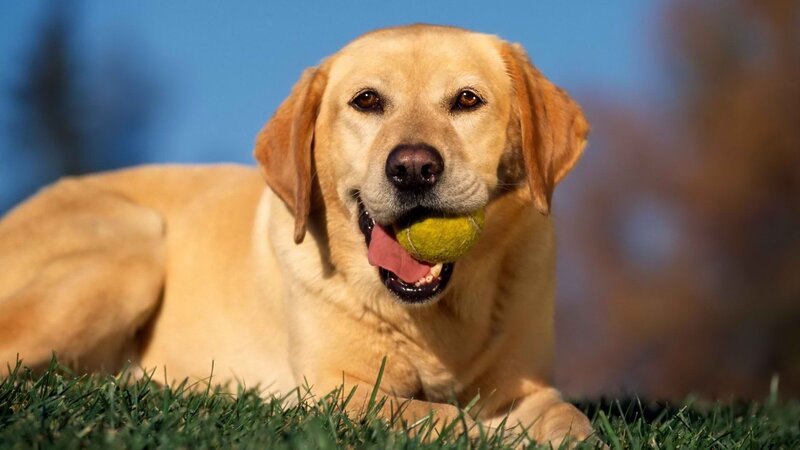 yellow lab with tennis ball