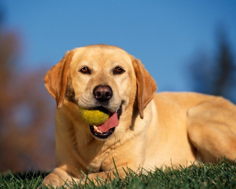 yellow lab with tennis ball