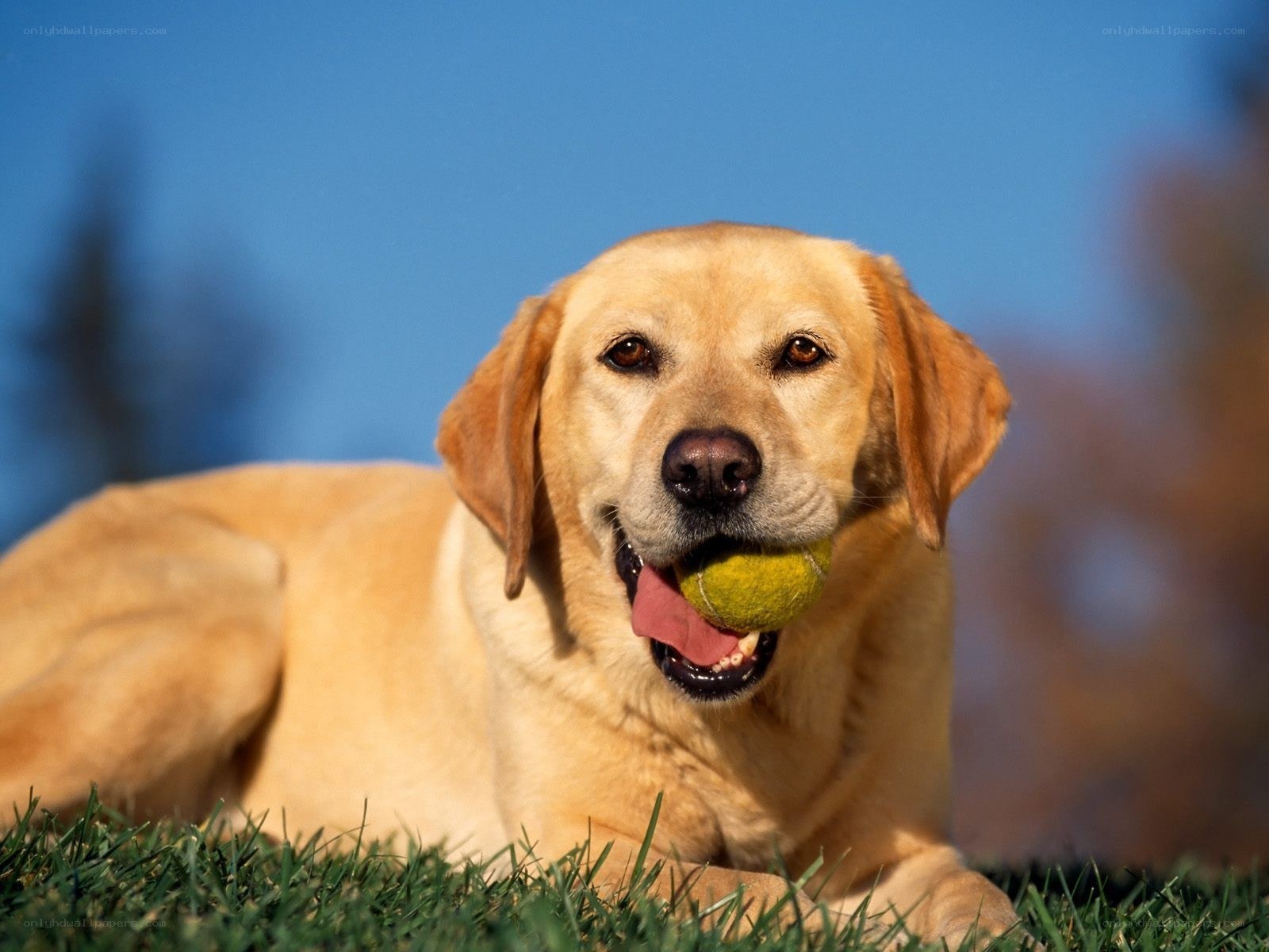 yellow lab with tennis ball