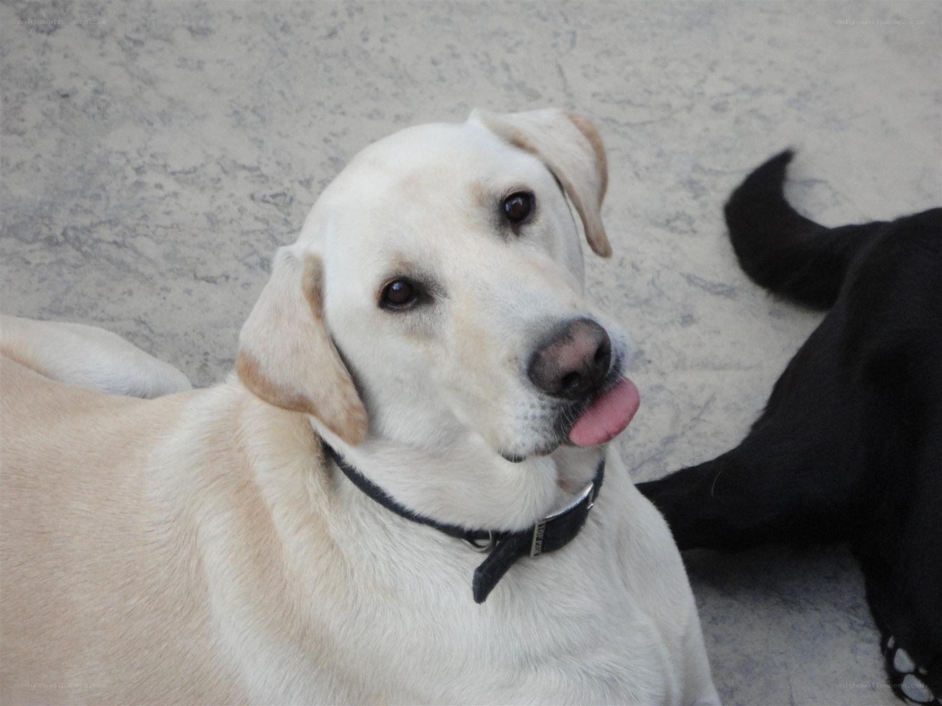 yellow lab with tongue out