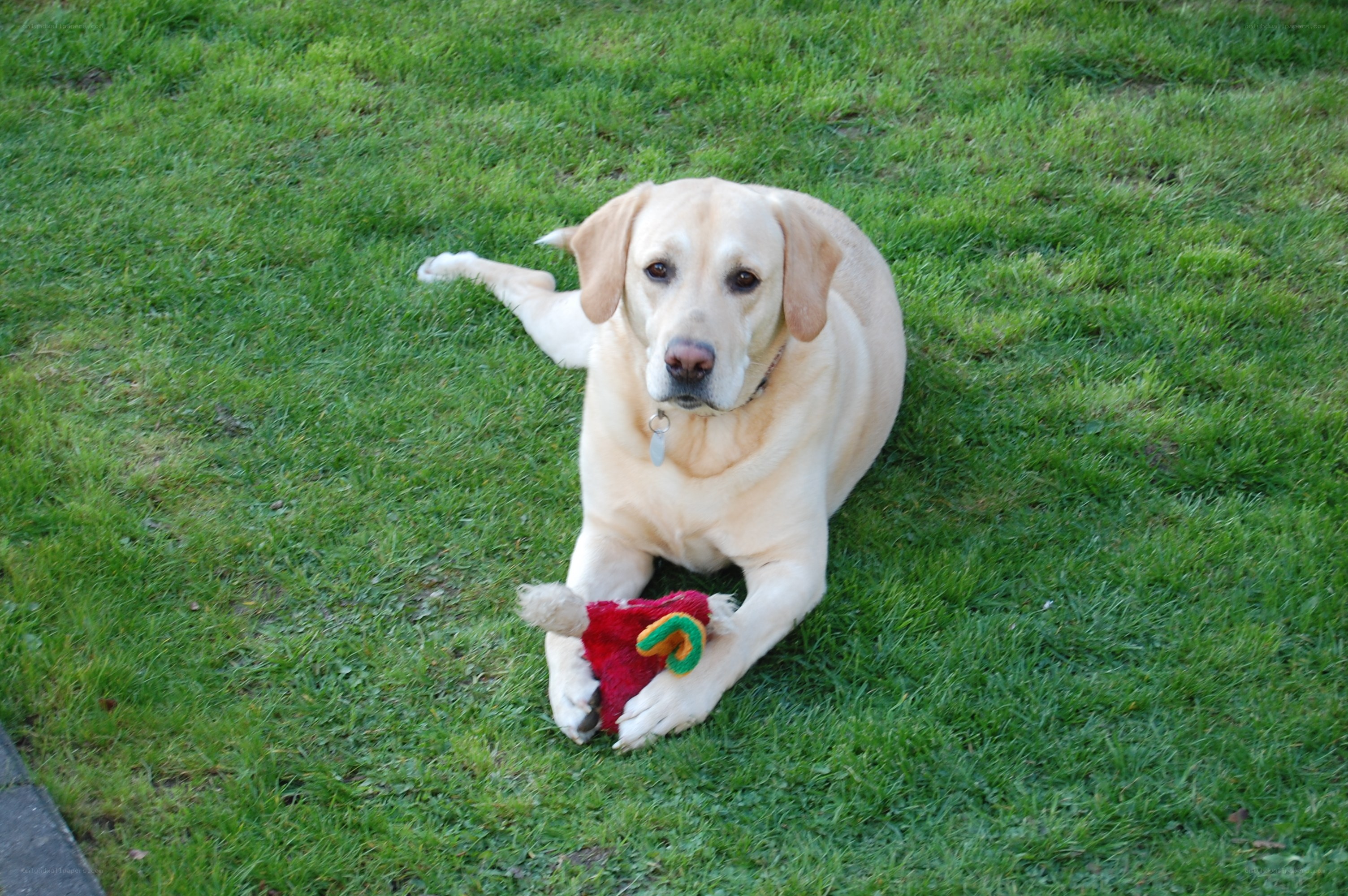 yellow lab with toy on grass