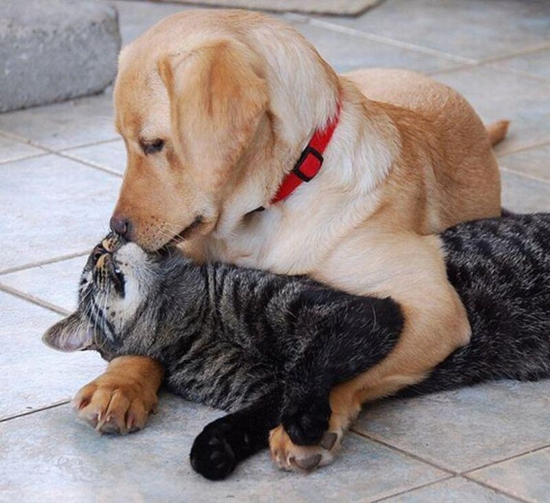Yellow Labrador and Tabby Cat