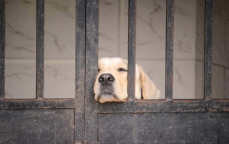 Yellow Labrador Behind Bars
