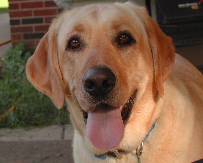 yellow labrador dog