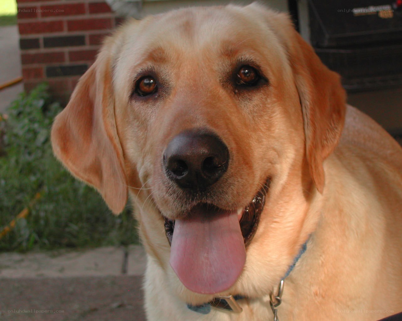 yellow labrador dog