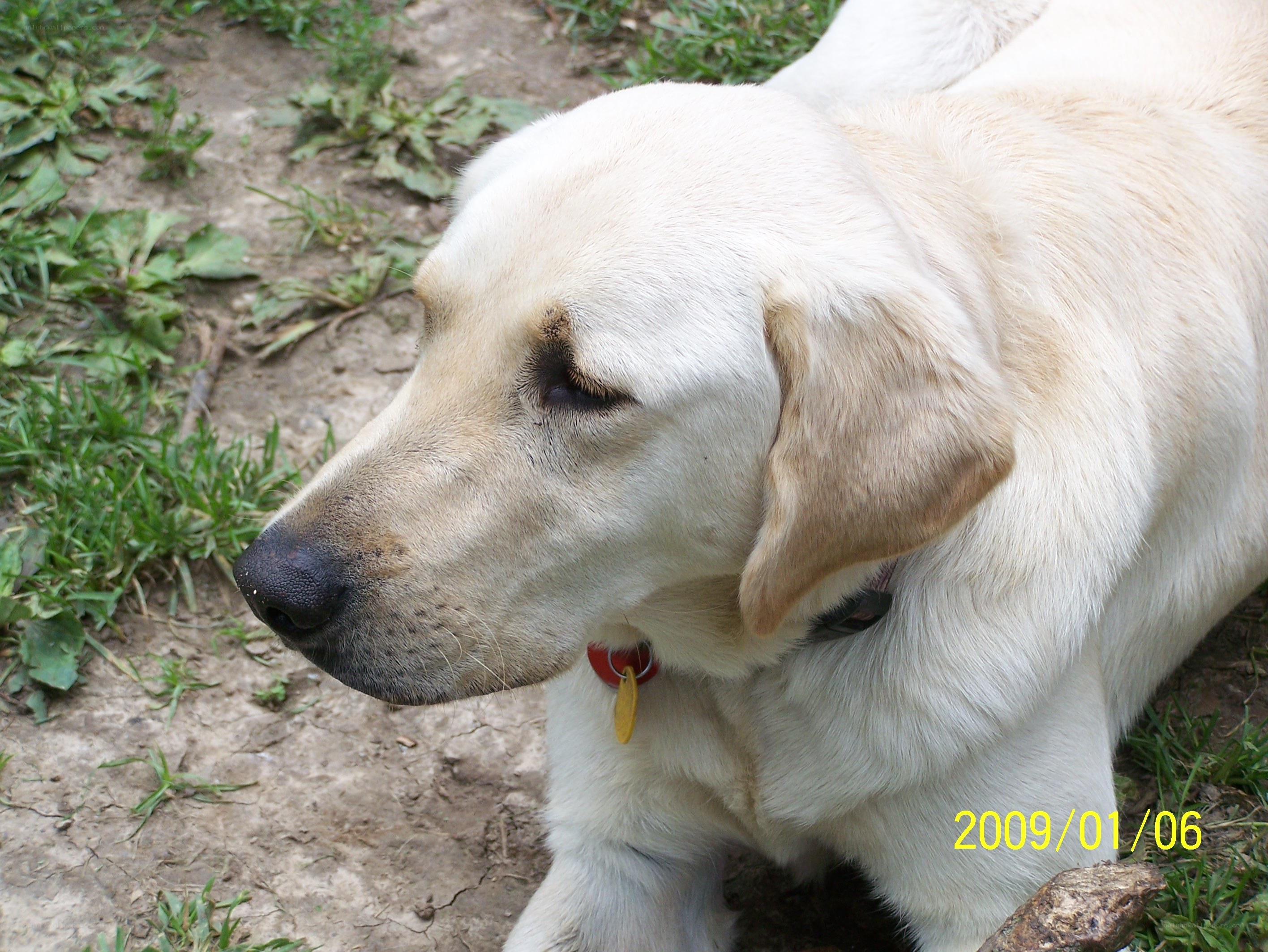 yellow labrador dog