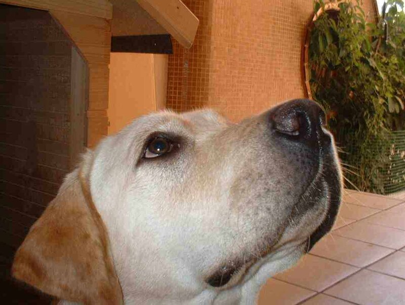 Yellow Labrador Dog — Beige, Calm, Afternoon