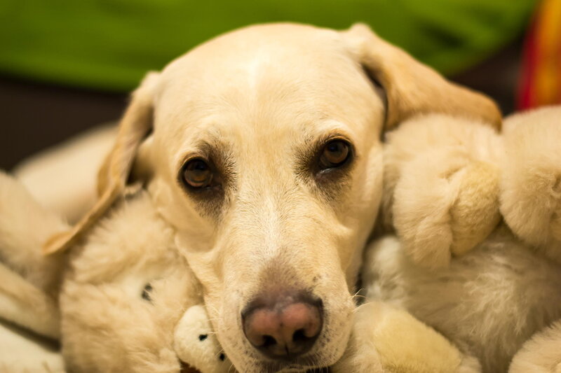 Yellow Labrador Dog — Beige, Calm, Photograph, Stuffed Toy